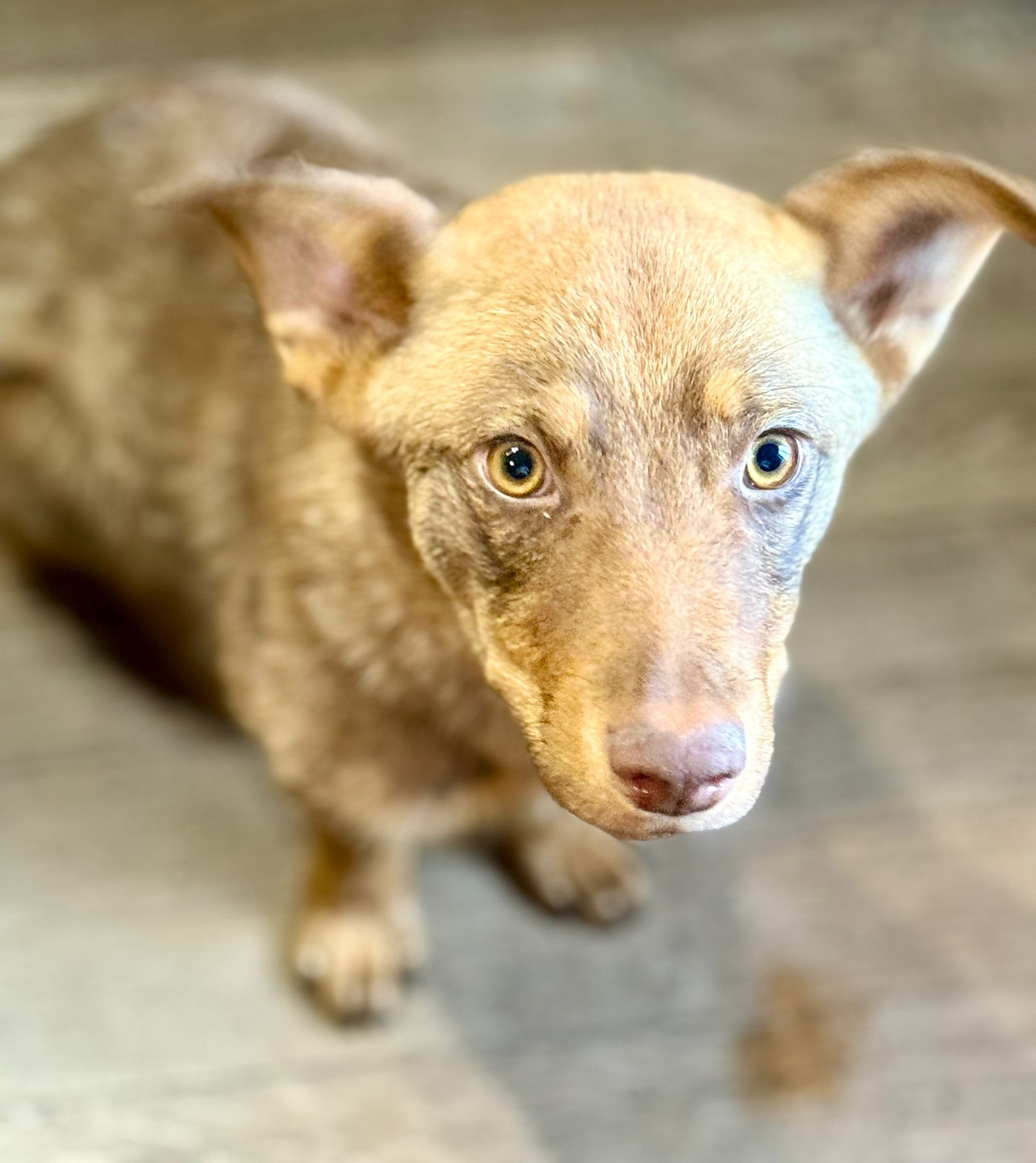 Chiens à adopter